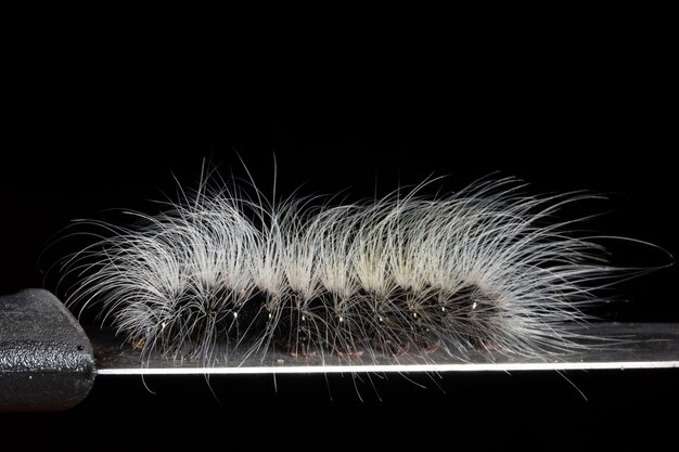 Worm Macro on a Wood