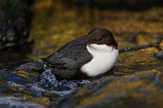 Wóz białogardły Cinclus cinclus