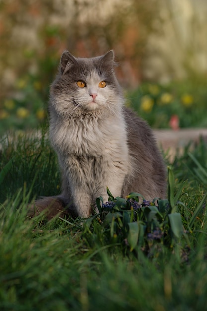 Zdjęcie wprowadzenie kota do świata zewnętrznego zdezorientowany i przestraszony kot w ogrodzie przyjaznym zwierzętom