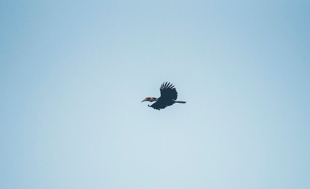 Wreathed Hornbill, Rhyticeros undulatus, dzioborożec lata na niebieskim niebie