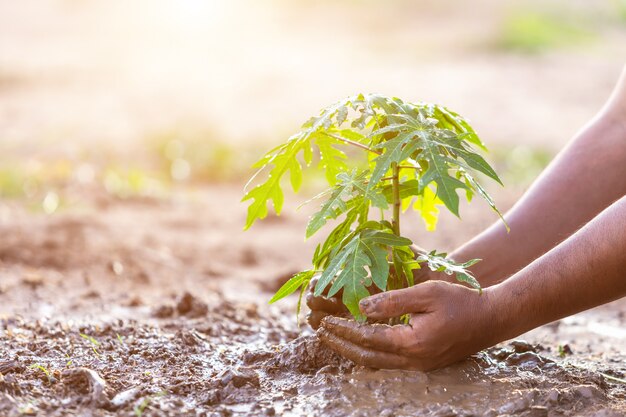 Wręcza mienie ziemię i zasadzać młodego melonowa drzewa w ziemię. Zapisz świat i koncepcję ekologii