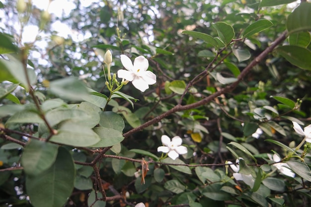 Wrightia Antidysenterica ten piękny biały kwiat wrightia czasami błędnie rozumiany jako jasmin