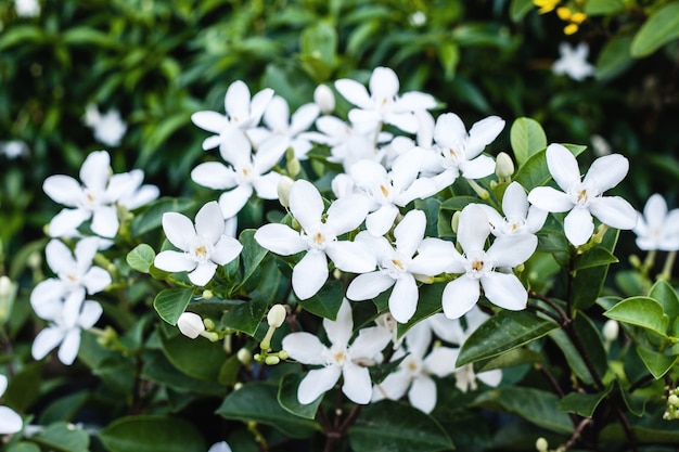 Wringhtia antidysenterica, Apocynaceae