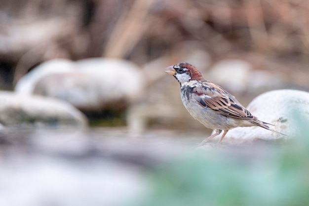 Wróbel Hiszpański (passer Hispaniolensis) Malaga, Hiszpania