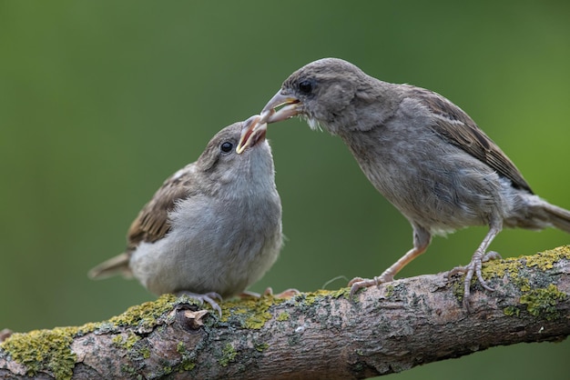 Wróbel Passer domesticus dorosły wróbel karmi swoje młode pisklę