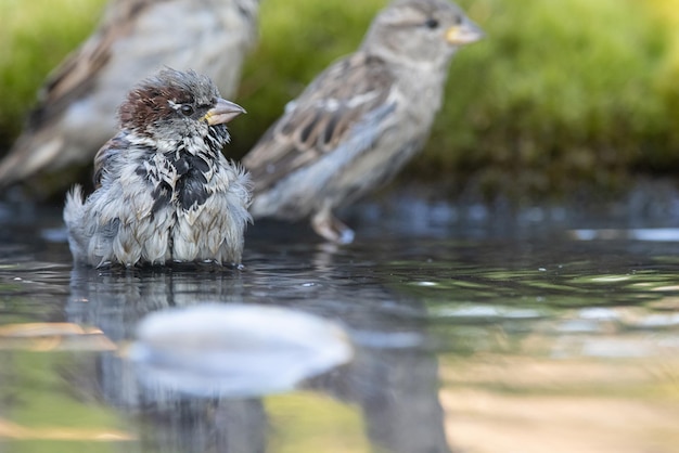 Wróbel Passer domesticus kąpie się młody wróbel