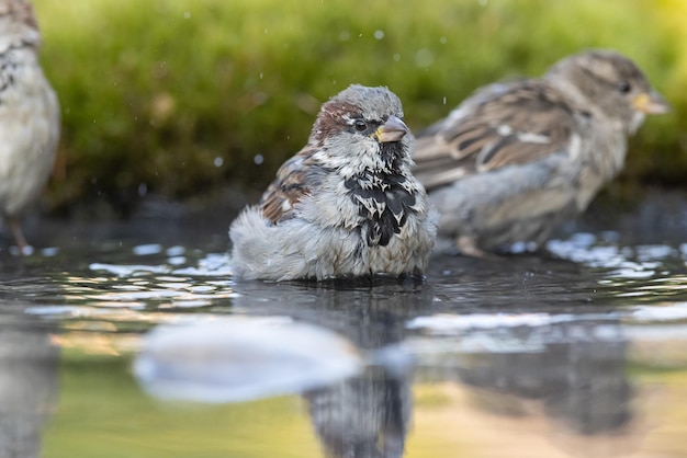 Wróbel Passer domesticus kąpie się młody wróbel