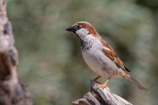 Wróbel Passer domesticus Malaga Hiszpania