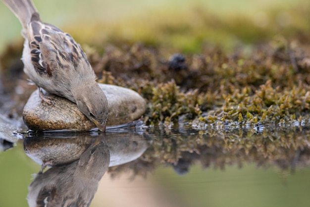 Wróbel Passer domesticus piękny wróbel w naturalnym środowisku