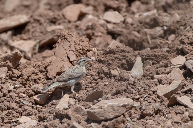 Wróbel skalny Petronia Petronia Malaga Hiszpania