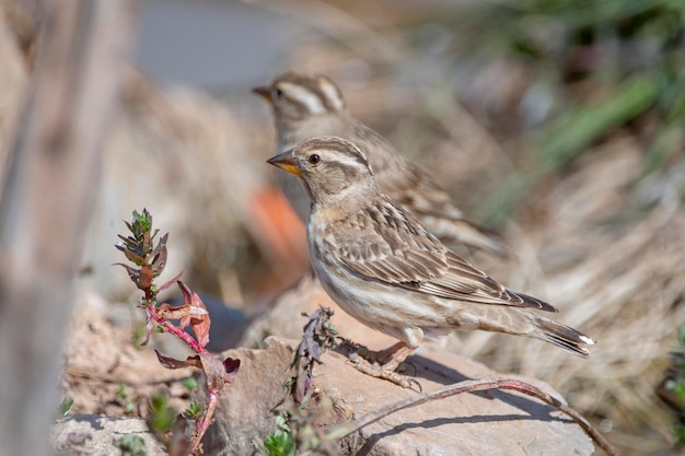 Wróbel skalny Petronia Petronia Malaga Hiszpania