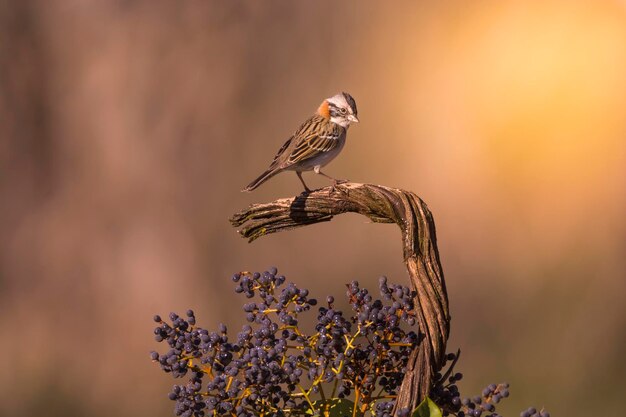 Wróbel szorstkowłosy Pampas Patagonia Argentina