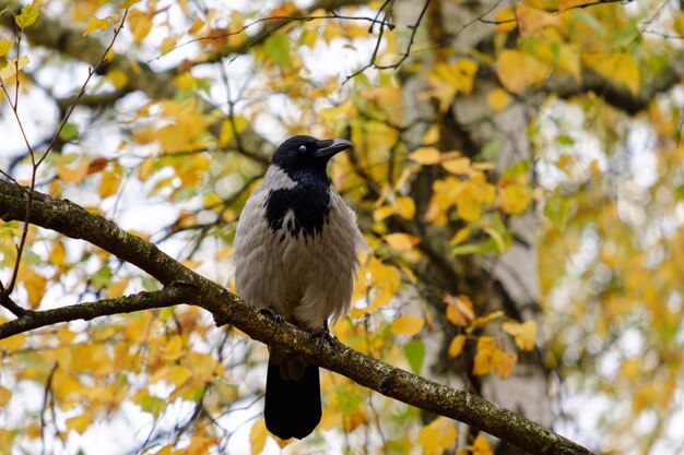 Wrona na drzewie, Corvus cornix