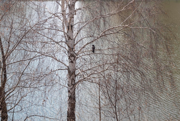 Zdjęcie wrona siedząca na tle jeziora i suchych gałęzi drzew