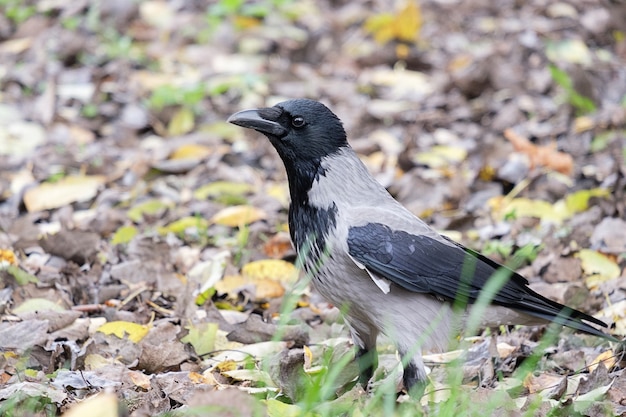 Wrona W Parku, Corvus Cornix