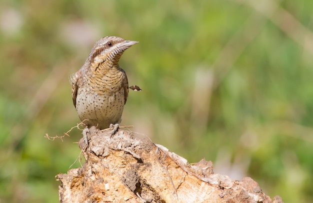 Wryneck jynx Ptak siedzący na pniu