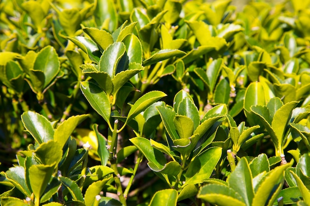 Wrzeciono Fortune Euonymus Fortunei To Gatunek Kwitnącej Rośliny Z Rodziny Celastraceae Pochodzącej Z Azji Wschodniej, W Tym Z Chin, Korei, Filipin I Japonii.