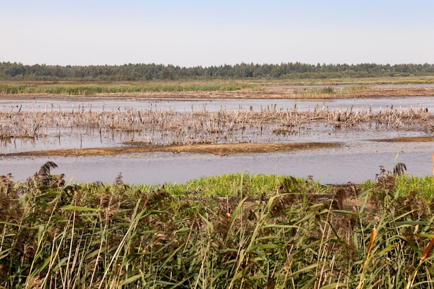 Wrzosowisko, Czas Letni - Sfotografowano Teren, Na Którym Znajduje Się Bagno, Koniec Sezonu Letniego, Otwarta Przestrzeń