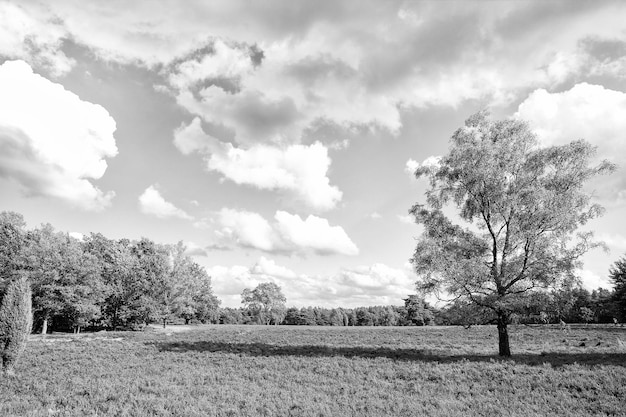 Wrzosowisko z kwitnącym wrzosem Calluna vulgaris i dębem na wrzosowiskach lueneburskich Lueneburger Heide w Dolnej Saksonii w Niemczech Koncepcja jesiennych pól i łąk