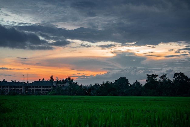 Wschód słońca na polach ryżowych Ubud Bali Tegallalang Indonezja