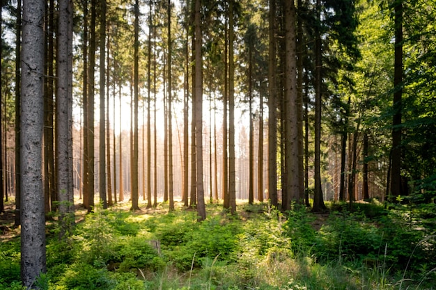 Wschód słońca w bujnego zielonego lasu świerków