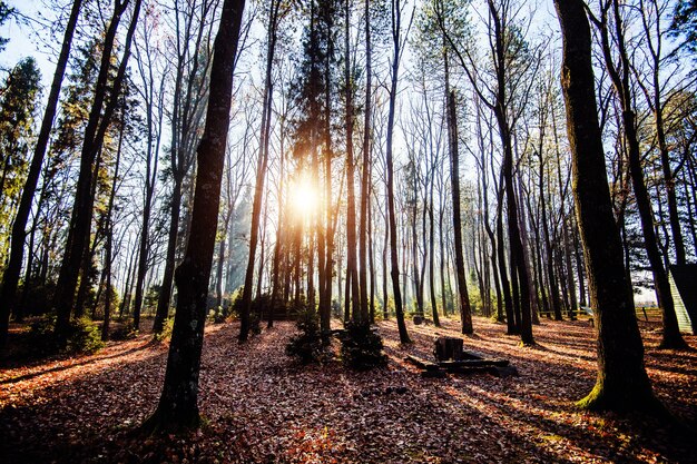 Wschód Słońca W Pięknym Lesie W Karpatach, Ukraina, Europa. Sceneria Natury Ze światłem Słonecznym. Piękno Natury Koncepcja Tło.