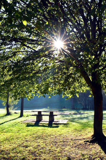 Wschód słońca w publicznym parku z gwiaździstym słońcem