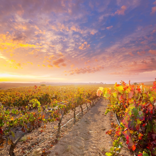 wschód słońca w winnicy w winnicach Utiel Requena w hiszpanii