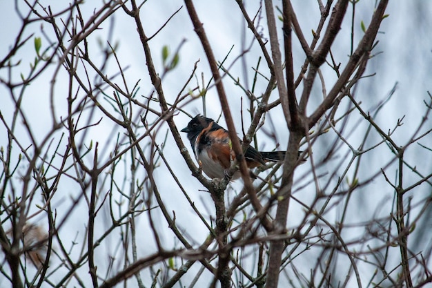 Wschodni towhee na drzewie na wiosnę