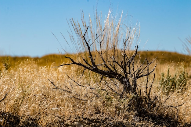 Zdjęcie wschodni waszyngton palouse rozległy pustynny widok z suchą rośliną zbliżenie