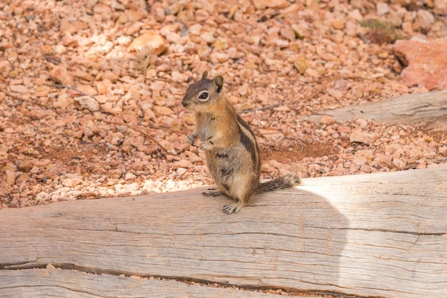 Wschodnia wiewiórka stojąca na drewnianej kłodzie w parku narodowym Bryce Canyon USA