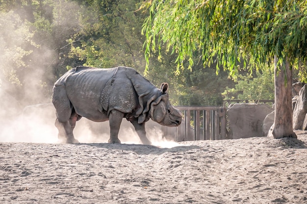 Wściekły dziki nosorożec wzbija kurz