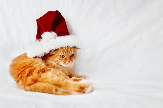 Wściekły kot imbir w czerwony kapelusz Boże Narodzenie leży na łóżku. Puszysty zwierzak wygodnie usnął. Śliczne świąteczne przytulne tło