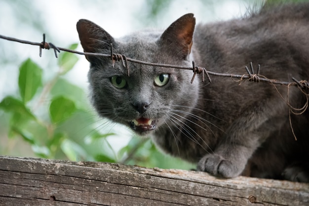Wściekły kot warczy, siedząc na płocie za drutem kolczastym. Agresywny szary kot broniący swojego terytorium.