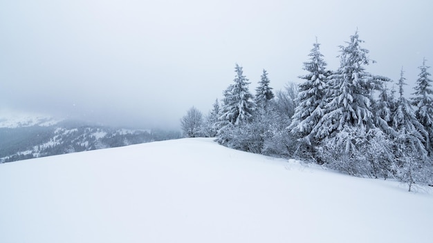 Wspaniała alpejska sceneria zimą Fantastyczny mroźny poranek w lesie ośnieżone sosny w ciepłym słońcu Fantastyczna górska wyżyna Niesamowita zimowa sceneria Wspaniała scena świąteczna