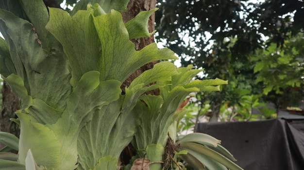 wspaniała roślina platycerium, która rozwija się w porze deszczowej. Liście Platycerium.