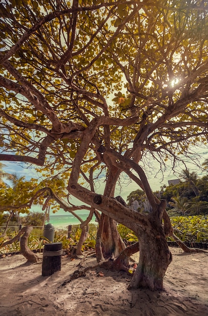 Wspaniałe drzewo pokazuje swoje gęste rozgałęzienia zakrywające zachodzące słońce. Naturalny krajobraz wybrzeża riwiery Majów w Meksyku, a dokładnie w Tulum. Strzał w pionie.