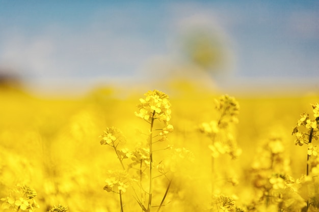 Wspaniałe piękne żółte kwiaty rzepaku na tle niebieskiego nieba. Rzepak. Biopaliwa Biodiesel. Eco. Ic hodowla. Roślina oleista Pole