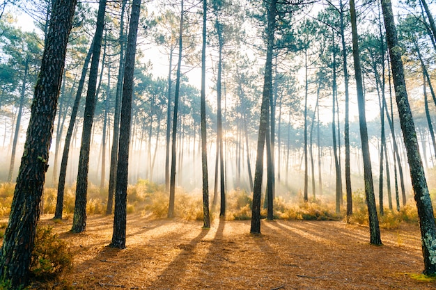 Wspaniałe Promienie Słoneczne W Sosnach. Piękna Przyroda.