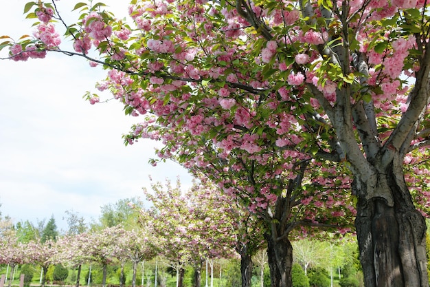 Wspaniałe wiśnie sakura w pełnym rozkwicie