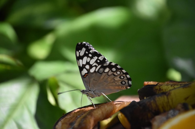 Wspaniałe Zbliżenie Białego I Szarego Motyla Na Gnijącym Owocu