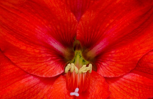 Wspaniały czerwony Hippeastrum kwiat