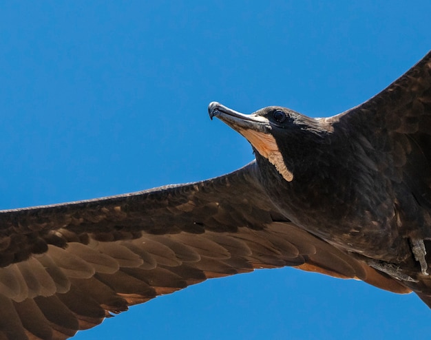 Wspaniały Frigatebird (Fregata magnificens)