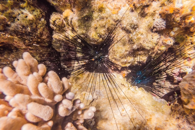 Wspaniały i piękny podwodny świat z koralowcami i tropikalnymi rybami