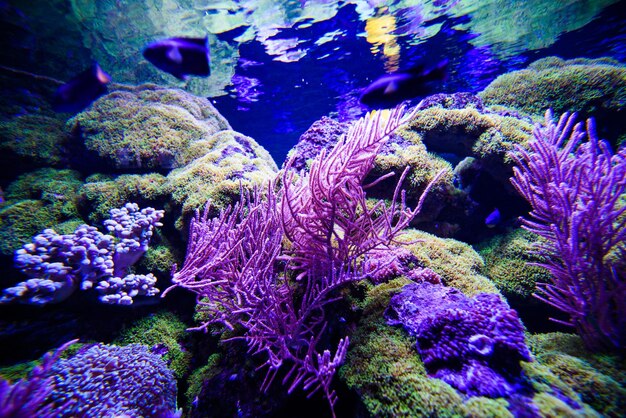 Wspaniały i piękny podwodny świat z koralowcami i tropikalnymi rybami