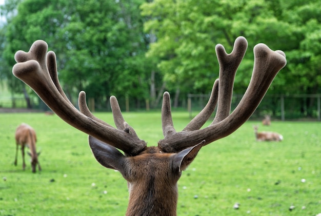 Wspaniały jeleń z bliska Jeleń w środowisku naturalnym tle przyrody Prawa zwierząt Jeleń w zoo