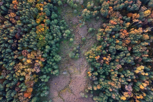 Wspaniały jesienny krajobraz w górach o świcie. Drone widok na jesienny las i niskie chmury.