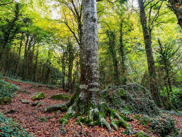 Wspaniały jesienny las bukowy w Grevolosa Forest Katalonia Hiszpania