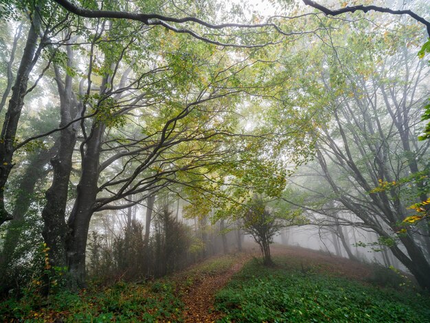 Wspaniały jesienny las bukowy w Grevolosa Forest Katalonia Hiszpania