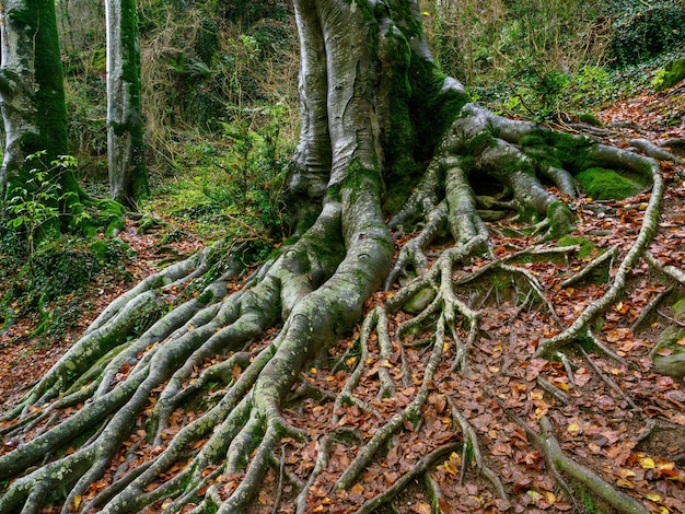 Wspaniały jesienny las bukowy w Grevolosa Forest Katalonia Hiszpania